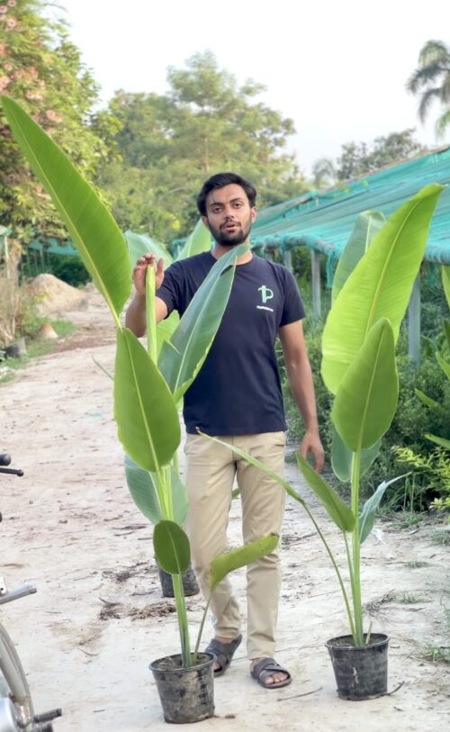 Buy Indoor Banana Palm Plant 12" Pot Tree in Pakistan – Lush Green Tropical Houseplant - Image 2