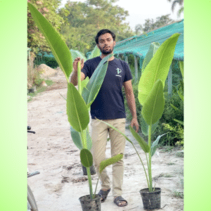 Buy Indoor Banana Palm Plant 12" Pot Tree in Pakistan – Lush Green Tropical Houseplant