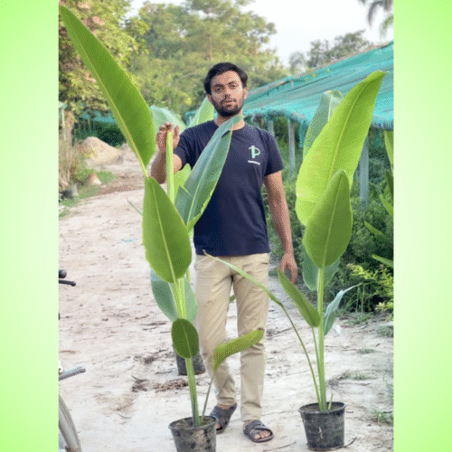 Buy Indoor Banana Palm Plant 12" Pot Tree in Pakistan – Lush Green Tropical Houseplant