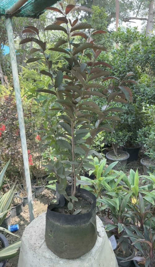 Buy Black Guava Plant in Pakistan – Rare Variety with Sweet Dark Fruit - Image 2