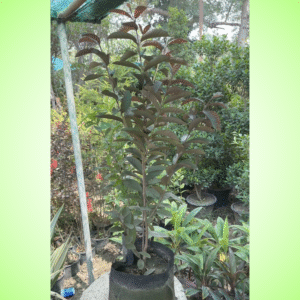 Buy Black Guava Plant in Pakistan – Rare Variety with Sweet Dark Fruit