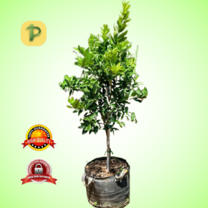 Seedless Persian Lime – Fresh & Juicy Citrus Fruit 18"
