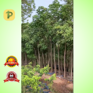 Sukh Chain Tree – The Ultimate Shadow Tree for Urban & Garden Landscaping