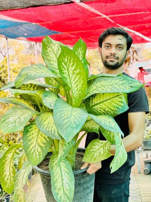 Dieffenbachia - Dumb cane indoor plant - Image 2