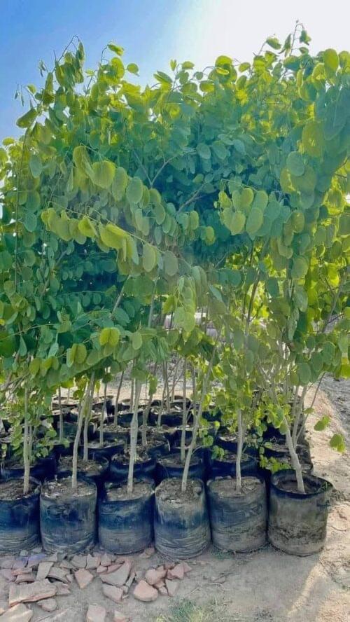 Sukh Chain Tree – The Ultimate Shadow Tree for Urban & Garden Landscaping - Image 2