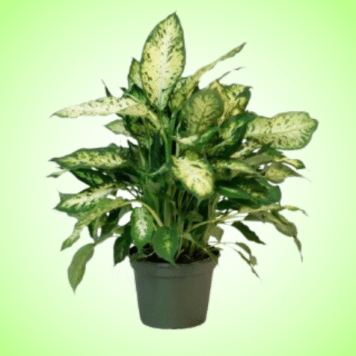 Dieffenbachia - Dumb cane indoor plant