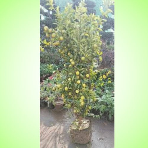 Hybrid China Lemon fruit plant-18"