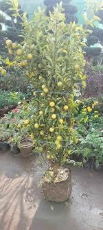 Hybrid China Lemon fruit plant-18" - Image 2